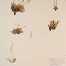 Image of fernleaf false candytuft