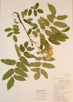 Image of Greene's mountain ash