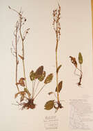 Image of Lapland Sorrel