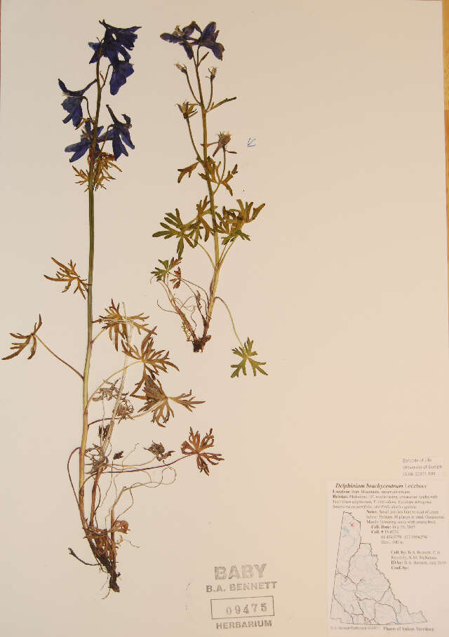 Image of northern larkspur