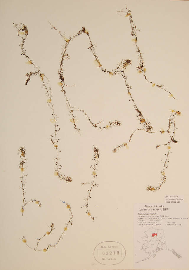 Plancia ëd Utricularia minor L.