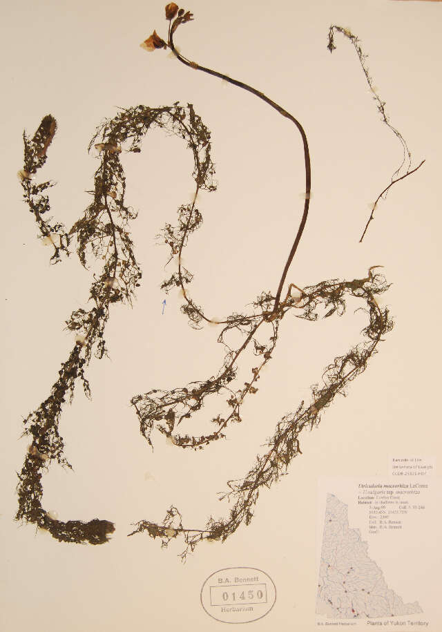 Image of Utricularia vulgaris subsp. macrorhiza