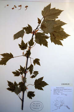 Image of Rocky Mountain maple