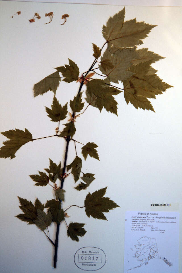 Image of maple