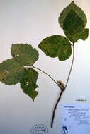 Image of western poison ivy