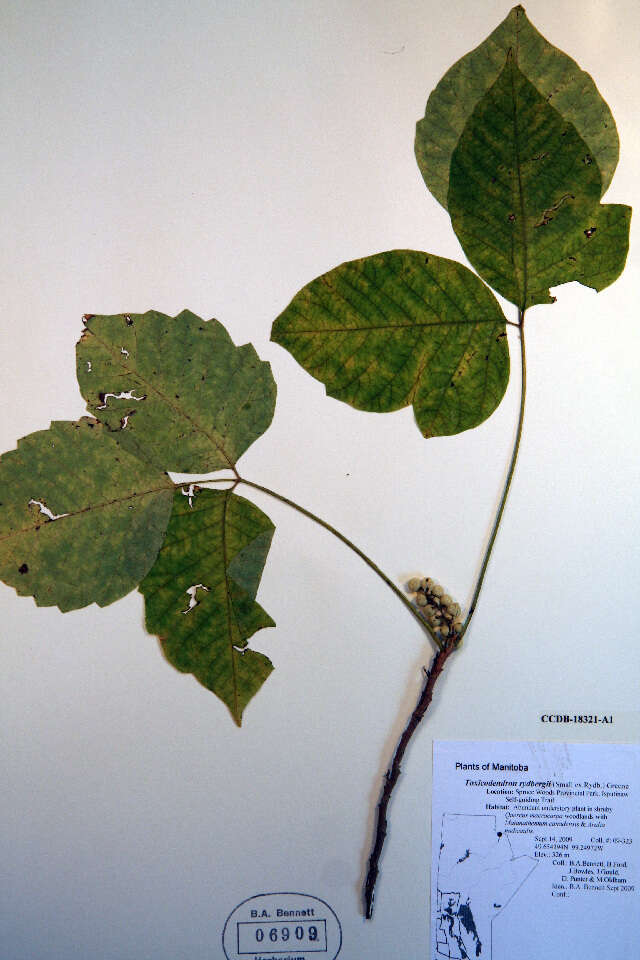 Image de Toxicodendron rydbergii (Small ex Rydb.) Greene