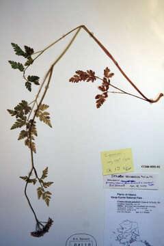 Conioselinum gmelinii (Cham. & Schltdl.) Coult. & Rose resmi