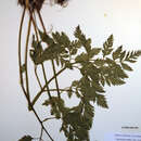 Image of Canby's licorice-root