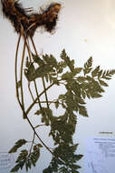 Imagem de Ligusticum canbyi (Coult. & N. E. Rose) Coult. & N. E. Rose