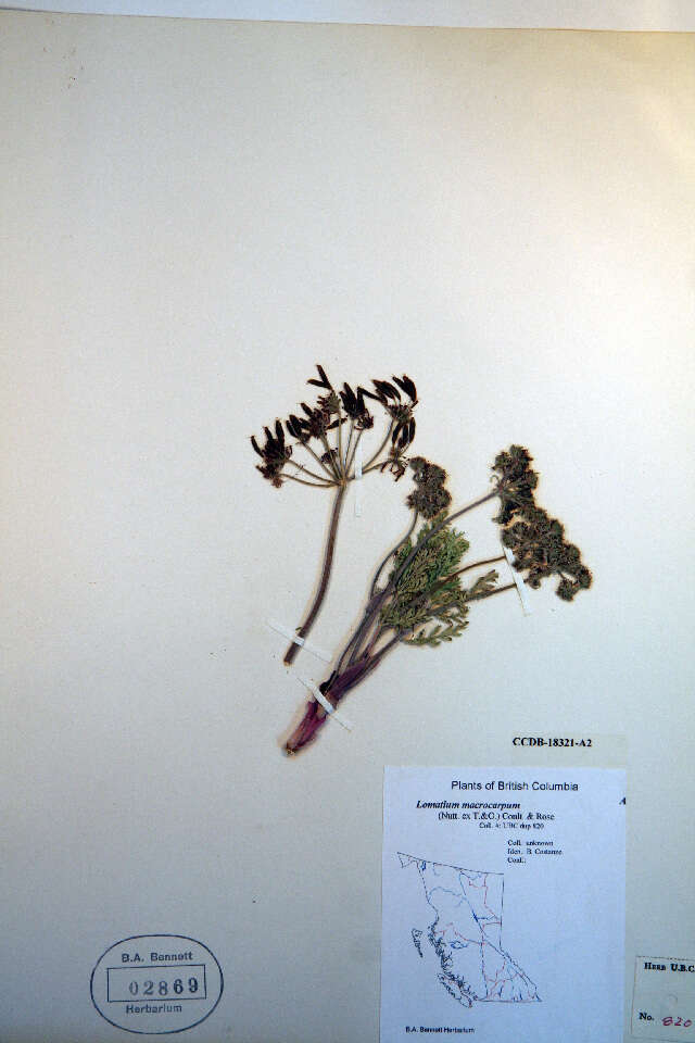 Lomatium macrocarpum (Hook. & Arn.) Coult. & Rose resmi