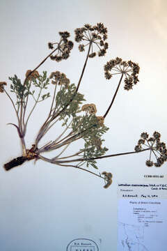 Lomatium macrocarpum (Hook. & Arn.) Coult. & Rose resmi