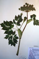 Image of seacoast angelica