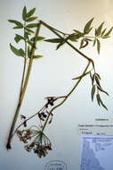 Cicuta maculata L. resmi