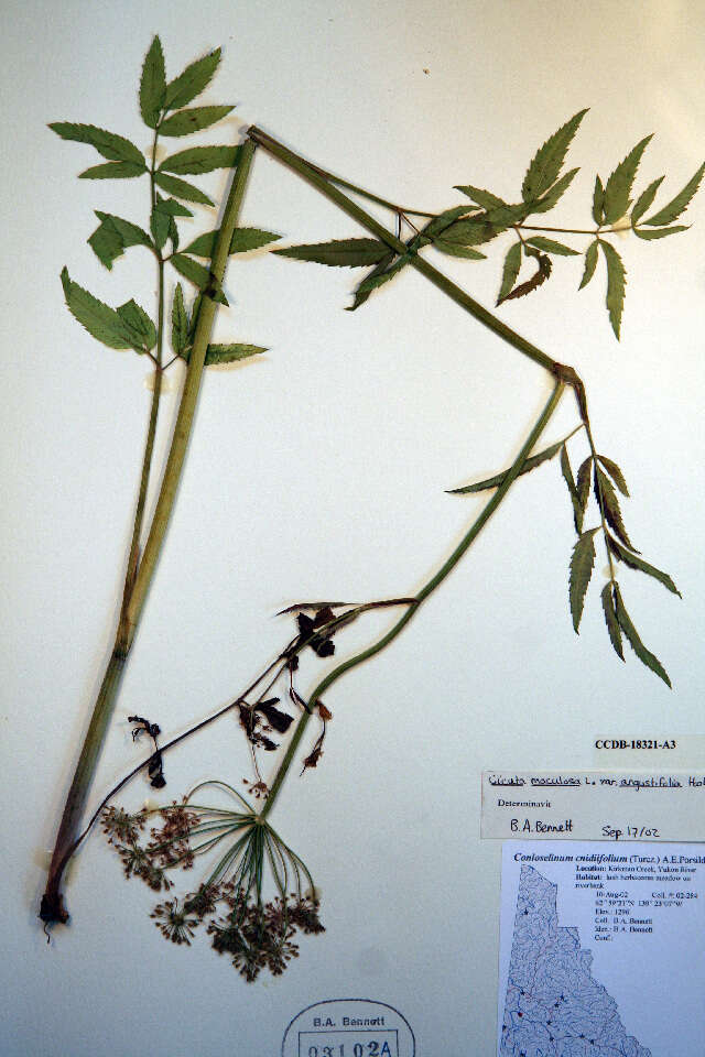 Image of spotted water hemlock