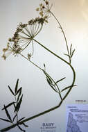 Image of spotted water hemlock