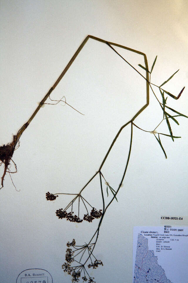 Image of European Waterhemlock