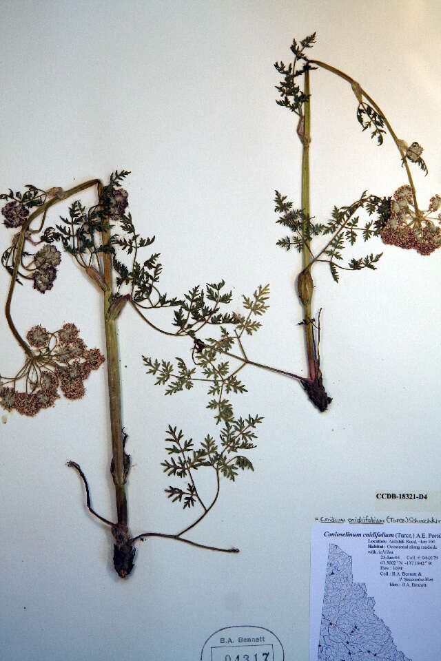 Image of Jakutsk snowparsley