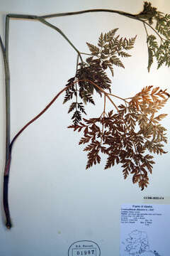 Image of eastern hemlockparsley