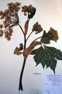 Image of American Cow-Parsnip