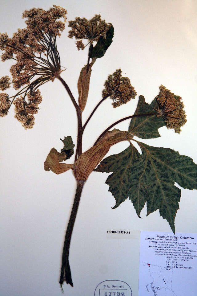 Heracleum sphondylium (rights holder: Biodiversity Institute of ontario. Year: 2012.)