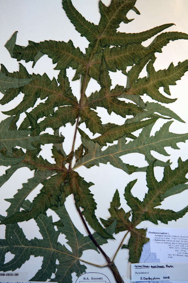 Heracleum sphondylium subsp. sibiricum (L.) Simonk. resmi