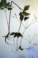 Osmorhiza berteroi DC. resmi