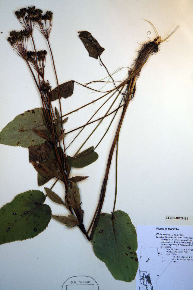 Image of Heart-leaved meadow parsnip