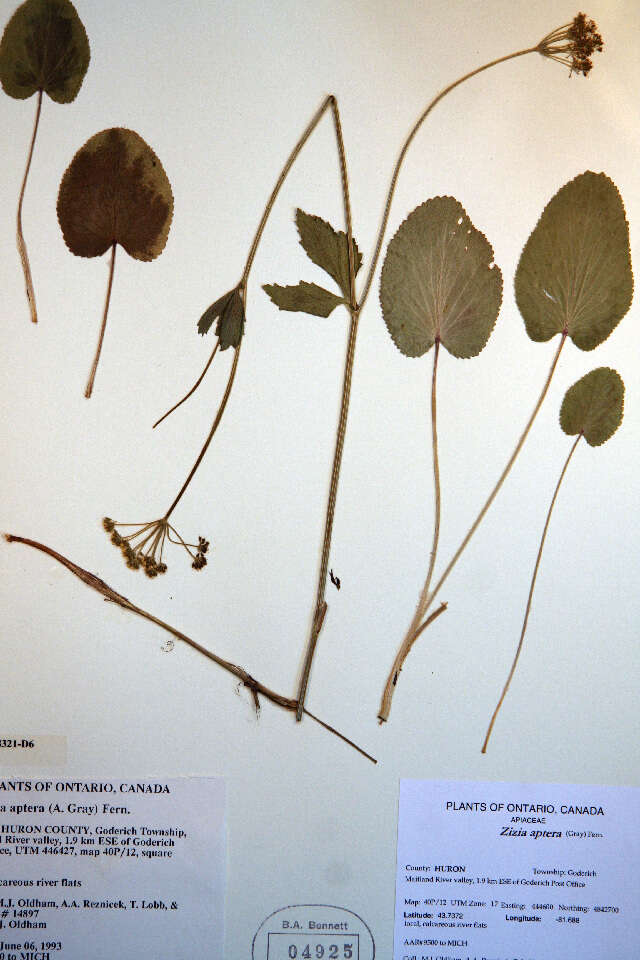 Image of Heart-leaved meadow parsnip