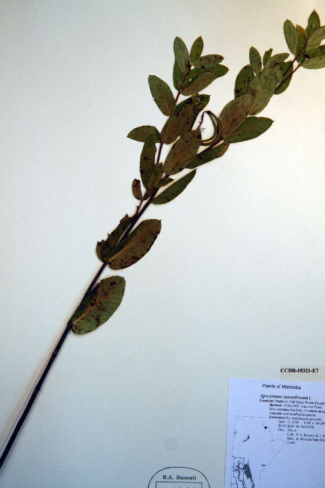 Image de Apocynum cannabinum L.