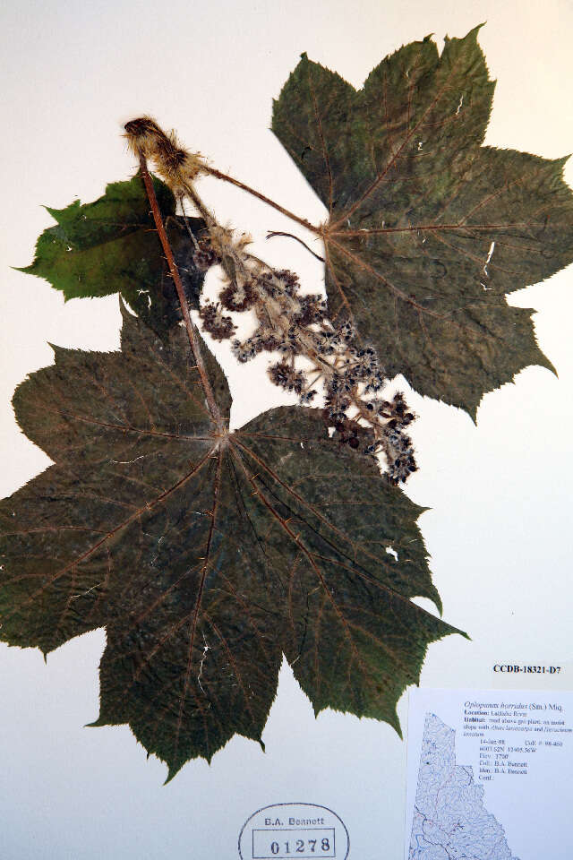 Слика од Oplopanax horridus (Sm.) Miq.