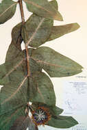 Image of showy milkweed