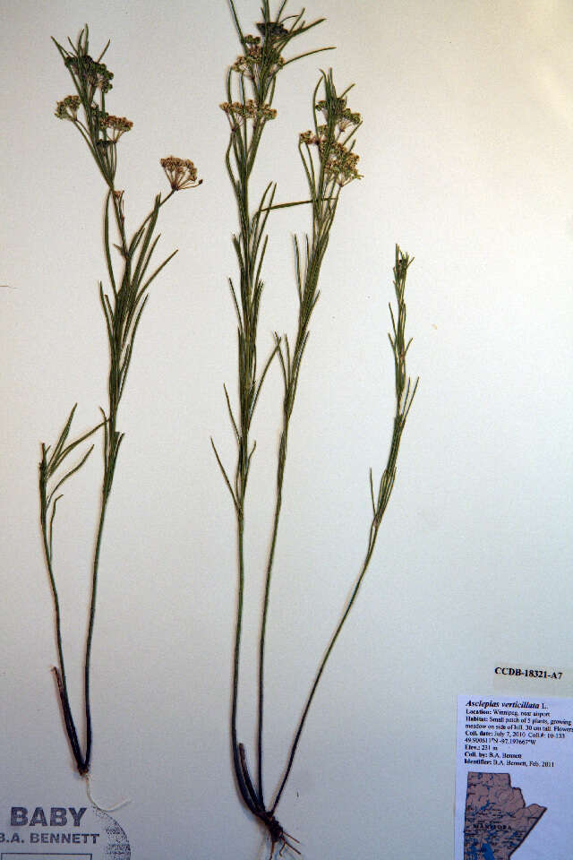 Image of whorled milkweed