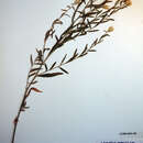 Image of Russian Knapweed