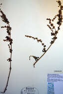 Image of flatspine bur ragweed