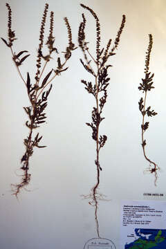 Image of annual ragweed