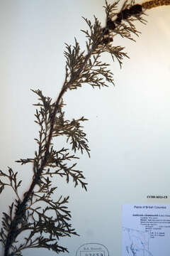 Image of silver bur ragweed