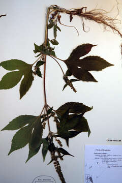 Image of great ragweed