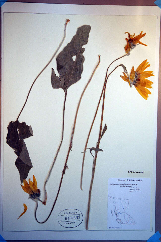 Image of arrowleaf balsamroot