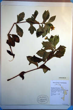 صورة Borrichia arborescens (L.) DC.