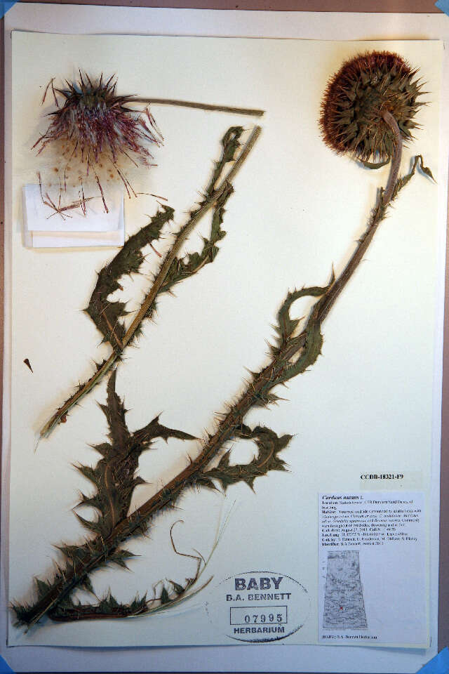 Image of Musk Thistle