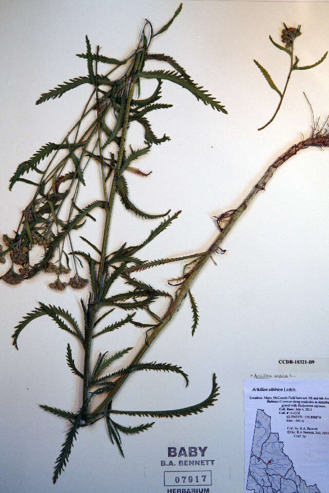 Image of Chinese yarrow