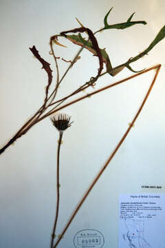 صورة Agoseris aurantiaca (Hook.) Greene