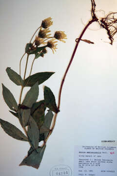 Image of lanceleaf arnica