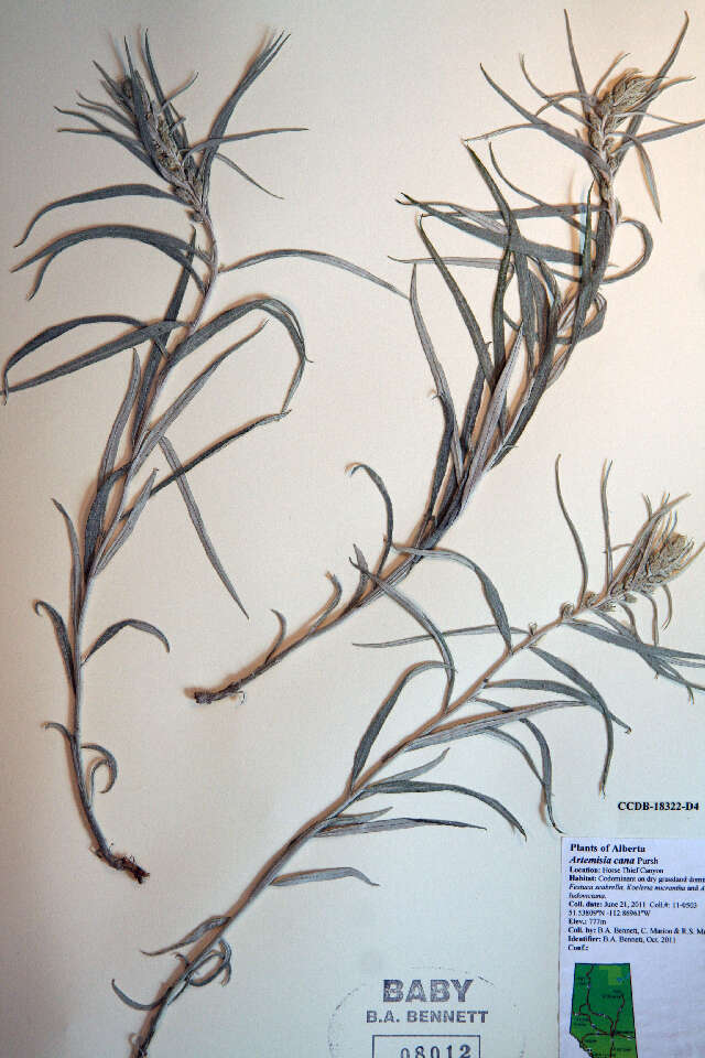 Image of silver sagebrush