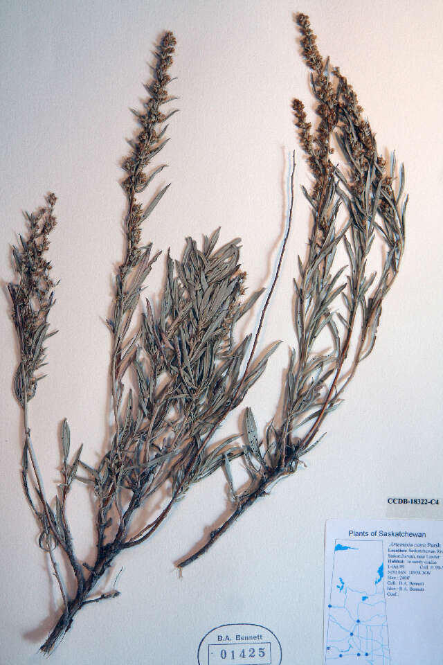 Image of silver sagebrush