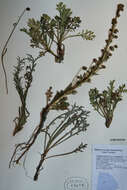 Image of Artemisia arctica