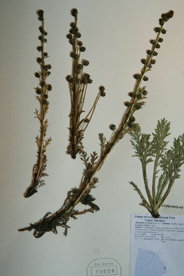 Image of Artemisia arctica