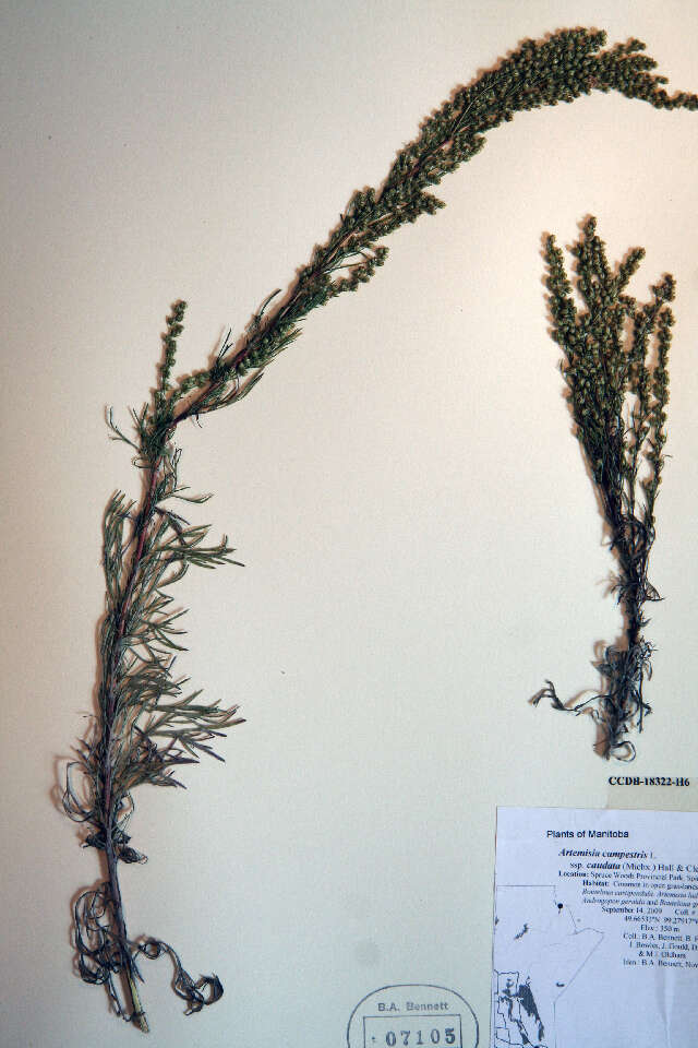 Image of field sagewort