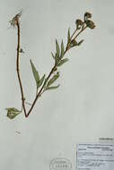 صورة Bidens vulgata E. L. Greene