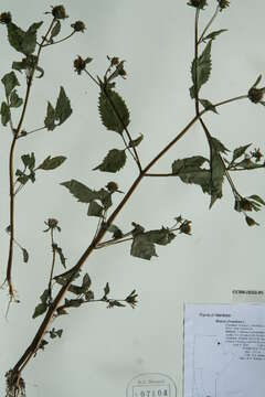 صورة Bidens frondosa L.